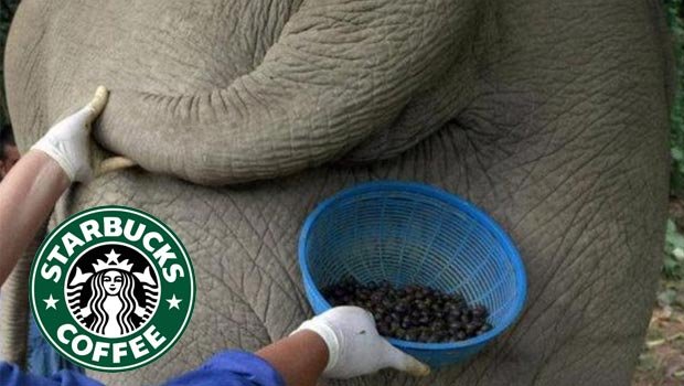 starbucks1.jpg (45 KB)