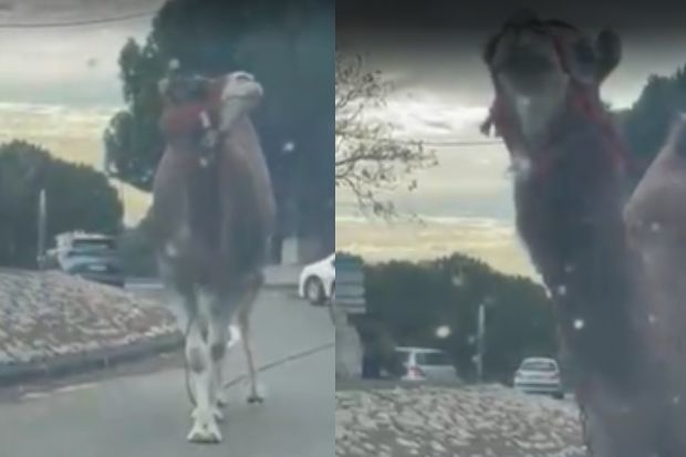 Сбежавший из цирка верблюд присоединился к забастовке французских таксистов - ВИДЕО
