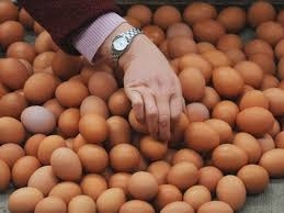Bu ilin birinci rübündə Azərbaycandan Rusiyaya 28,1 milyon yumurta ixrac olunub