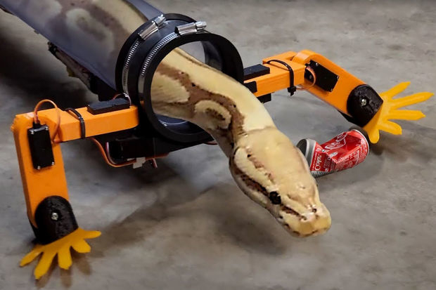 Инженер создал экзоскелет для змеи: теперь рептилия может 