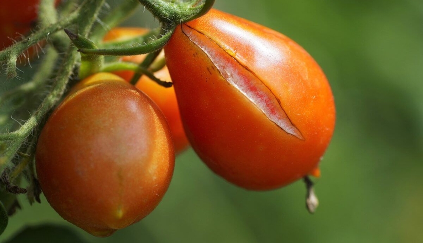 Özbəkistanda pomidor əsasında COVID-19-a qarşı peyvənd yaradılıb