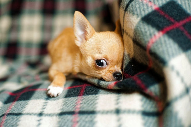 Ученые выяснили, почему дрожат мелкие собаки