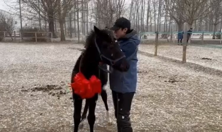 Китайские учёные впервые клонировали коня - ВИДЕО