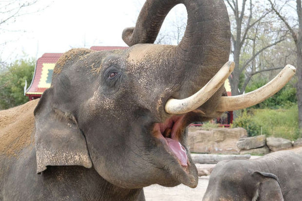 В Индии слон схватил туристку хоботом и сломал ей ногу - ВИДЕО