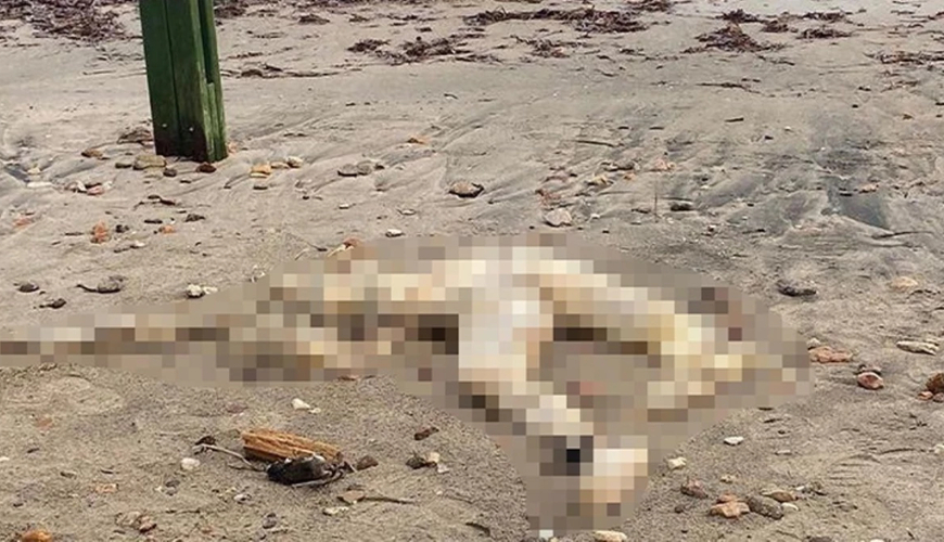 DƏHŞƏT: Sahil kənarında başı kəsilmiş kişi meyiti TAPILDI