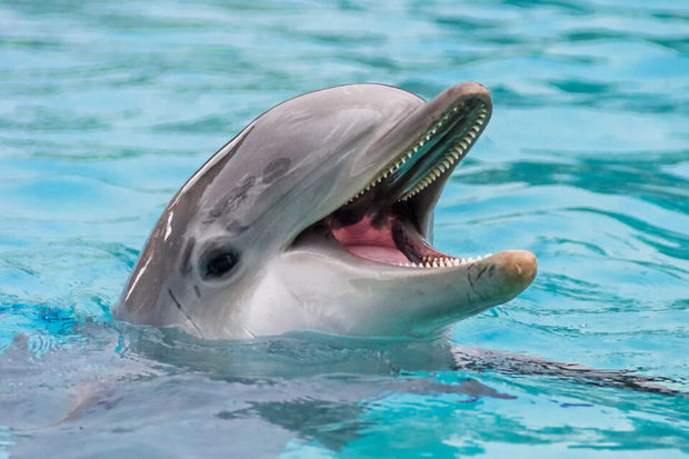 У дельфинов выявили способность чувствовать электрическое поле