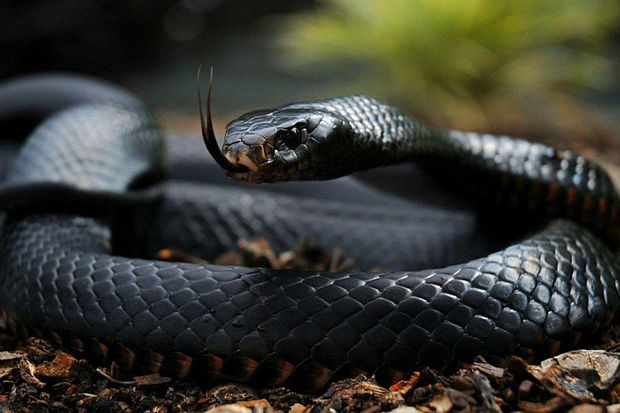 Ученые создали универсальный антидот от ядов самых опасных змей в мире