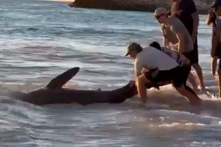 Посетители пляжа спасли акулу от мучительной смерти - ВИДЕО