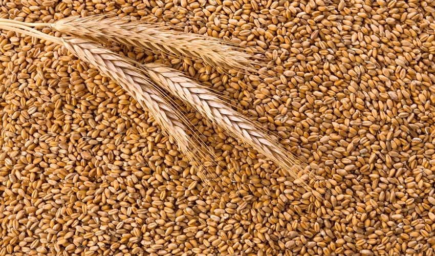 Hindistan bazara milyonlarla ton buğda və düyü çıxardı