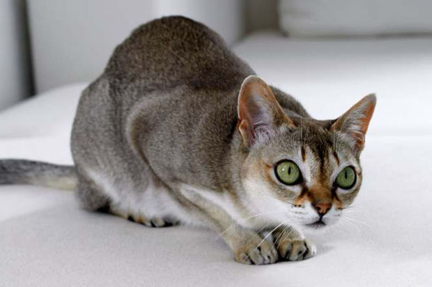 Зачем кошкам нужны залысины перед ушами?