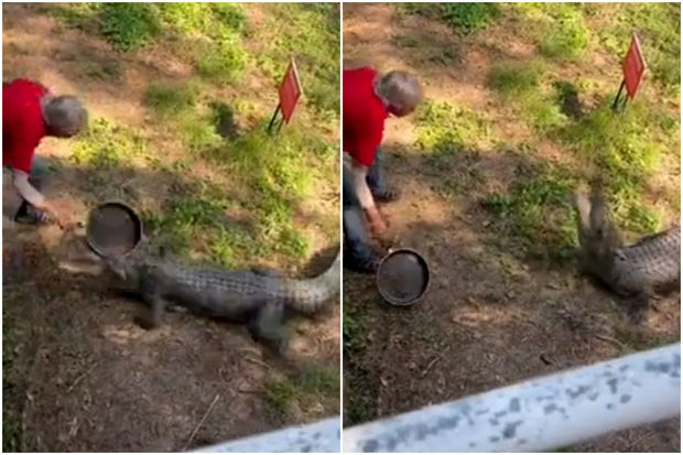 Мужчина усмирил крокодила при помощи сковородки - ВИДЕО
