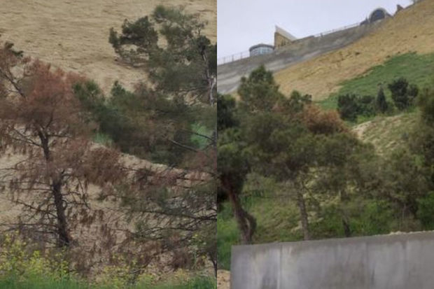 Bayılda sürüşmə zonasındakı ağacların quruması ilə bağlı RƏSMİ AÇIQLAMA