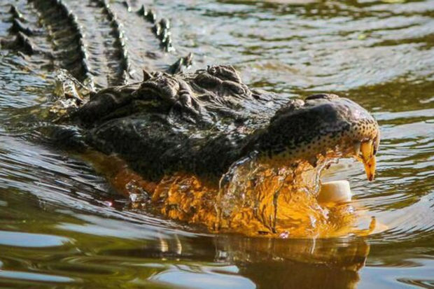 Индианка бросила шестилетнего сына в канал с крокодилами - ФОТО