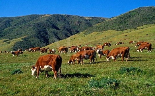Heyvanın KƏSİM yaşını azaltmaq əvəzinə artırmaq... kimə XEYİR verəcək?