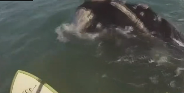 Dənizdə 12 balinanın əhatəsində qaldılar - Həyəcanlı anların videosu