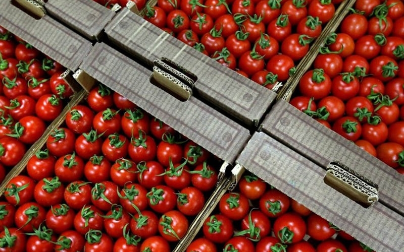 Azərbaycan pomidorunun ixracı niyə azalıb? – Ekspert AÇIQLADI
 
