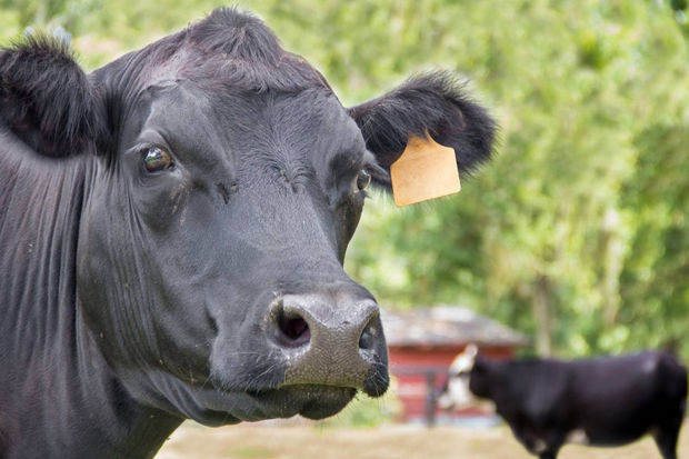 Американцы обнаружили, что в их новом доме уже месяц живут коровы - ФОТО