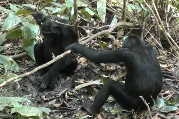 Шимпанзе научились рыть колодцы в джунглях, чтобы пить чистую воду - ВИДЕО