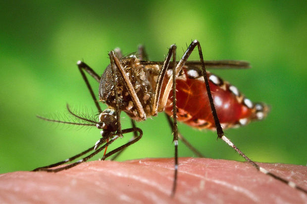 Биологи раскрыли механизм, помогающий малярийным комарам избегать ударов