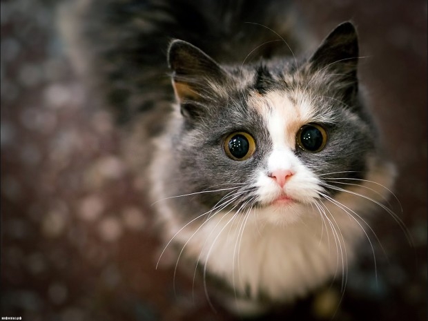 Названа порода кошек, живущая дольше остальных