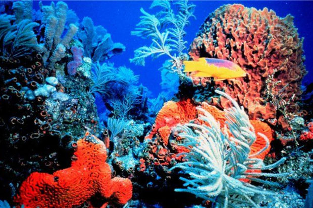Прибрежным водам Мадагаскара угрожает массовая гибель кораллов