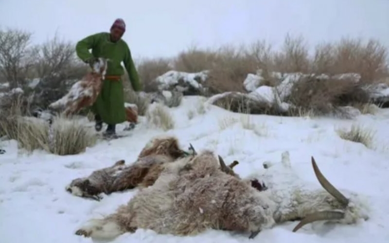 В Монголии погибло 7 миллионов голов скота