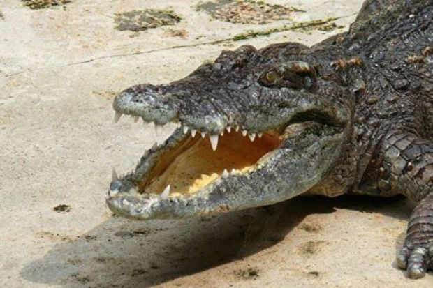 Пожилой африканец отбил атаку крокодила сковородой - ФОТО