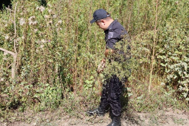 Zaqatalada 2,4 ton narkotik tərkibli bitki məhv edilib