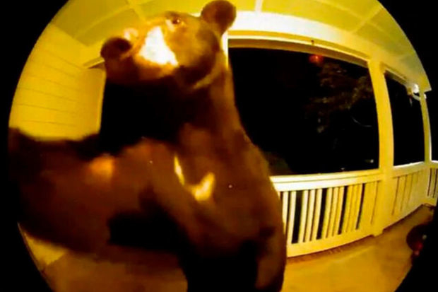 В США медведь позвонил в дверной звонок, чтобы попросить еды - ВИДЕО