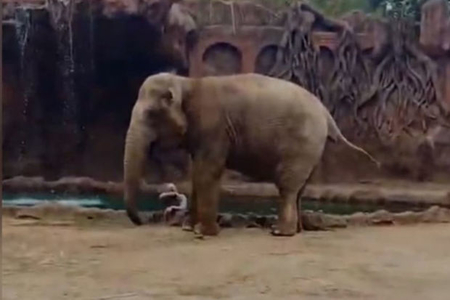 В зоопарке слон поднял тревогу, чтобы спасти тонущую антилопу - ВИДЕО