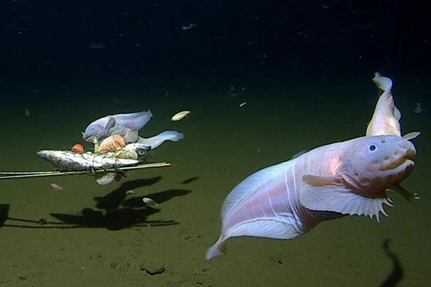 Зоологи засняли самую глубоководную рыбу - ФОТО,ВИДЕО