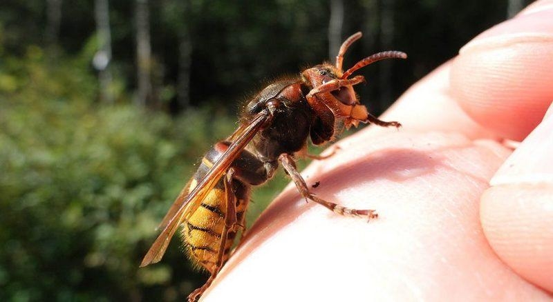 Qatil arılar - arı sancması insanı bu halda öldürür