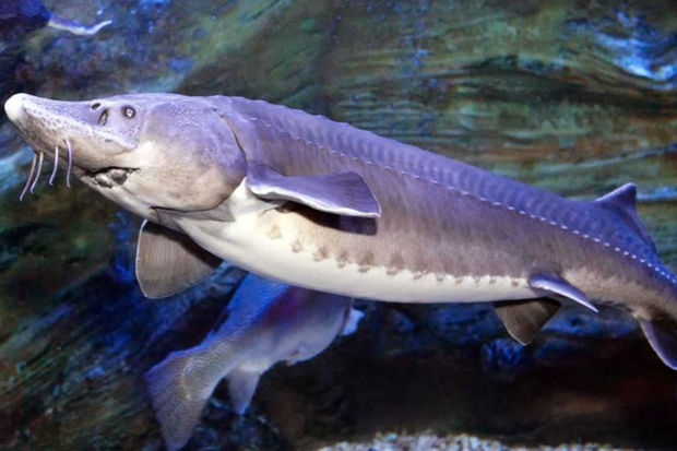 Калуга - самая большая рыба, вес и размеры