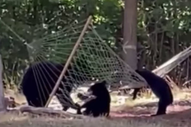 Медведи, отдыхающие в гамаке, рассмешили пользователей сети - ВИДЕО