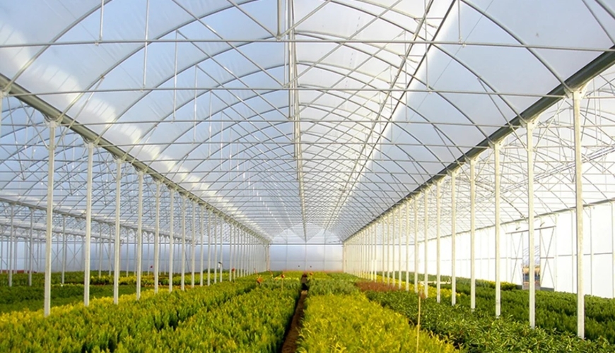 İşlədiyi istixanadan oğurluq etdi