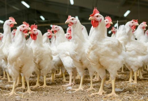 Китай допустил мясо птицы из Азербайджана на свой рынок
