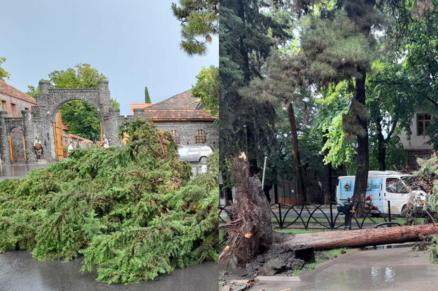 Qaxda güclü külək istirahət parkında ağacları aşırdı - FOTO