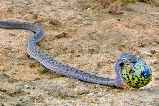 «Чур меня!»: югорчан напугала ядовитая змея на городской набережной. Видео