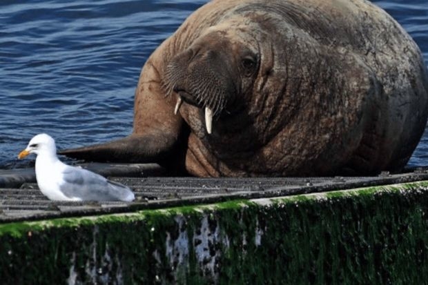 В Норвегии усыпили моржиху Фрейю из-за угрозы безопасности людей - ВИДЕО