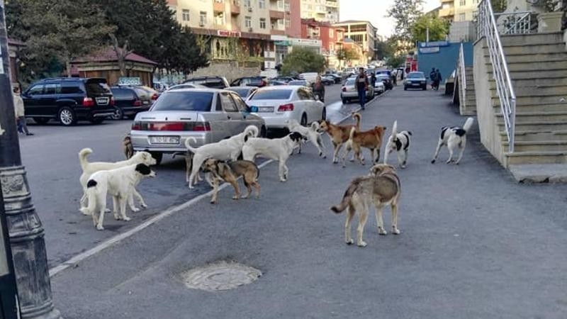 Deputatın itləri Koreyaya satması təklifinə kinoloqdan cavab: “İtlər satılarsa...”