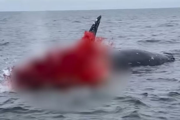 Ölü balina insanların gözü qarşısında partladı - FOTO/VIDEO
