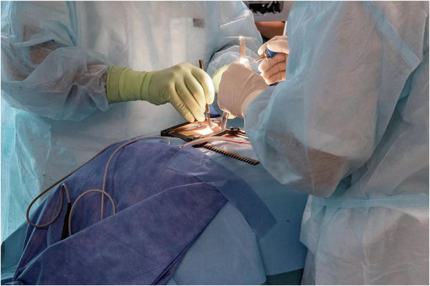 Итальянские хирурги впервые восстановили подвижность парализованной руки, пересадив нервы с ноги