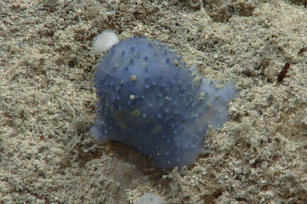 Биологи обнаружили загадочное голубое существо на дне Карибского моря