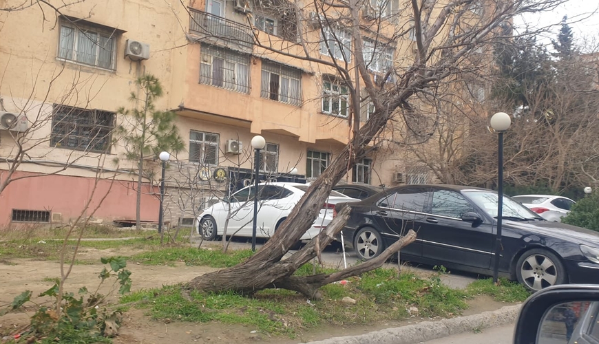 Küləkli Bakıda gizli risk - qurumuş ağaclar niyə kəsilmir? FOTOLAR