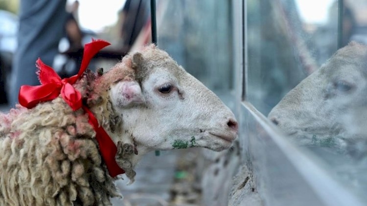 Qurban bayramı ilə bağlı QAYDALAR AÇIQLANDI