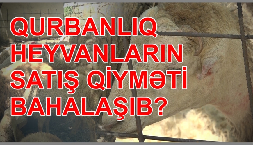 Qurbanlıq heyvanların satış qiyməti bahalaşıb? Niyə? Bütün suallara cavab bu reportajda!