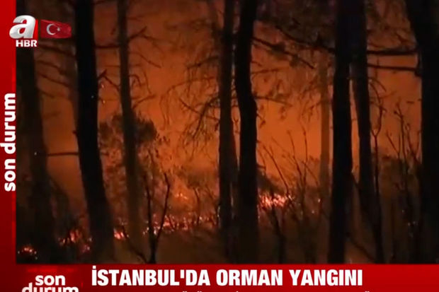 İstanbul ərazisində meşə yanğını başlayıb - VİDEO