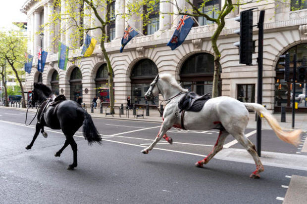 Сбежавшие в Лондоне гвардейские лошади находятся в тяжелом состоянии
