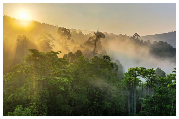 Найден способ восстановить тропические леса после вырубки
