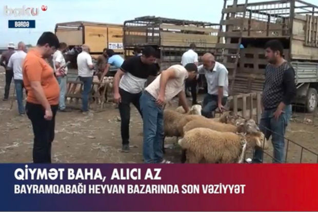 Bayramqabağı heyvan bazarında SON VƏZİYYƏT